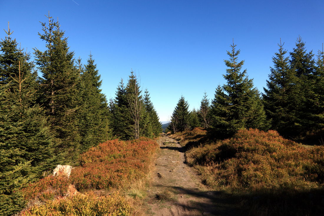 Naturlandschaft und Nationalpark Harz