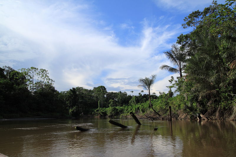 Regenwald Amazonas