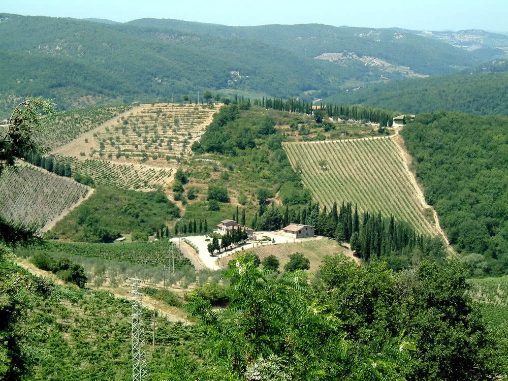 Weinbau im Chianti