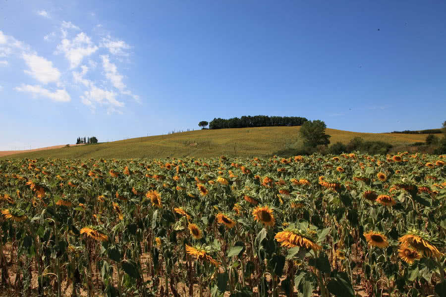 Sommer in der Toskana